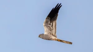 Male Montagu's Harrier AU in flight in August 2026
