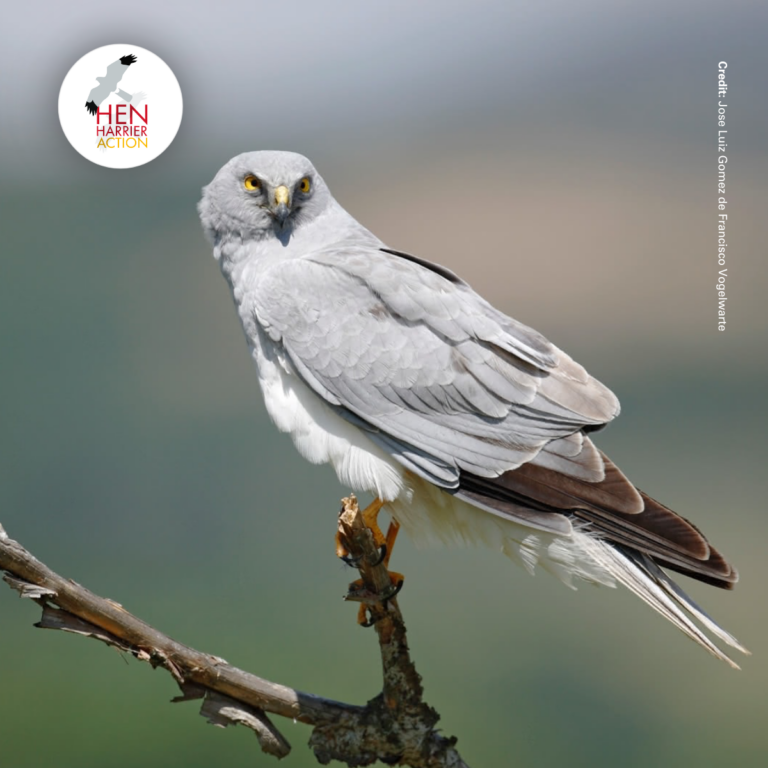 male hen harrier