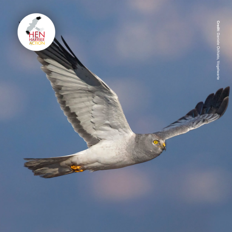 male hen harrier in flight