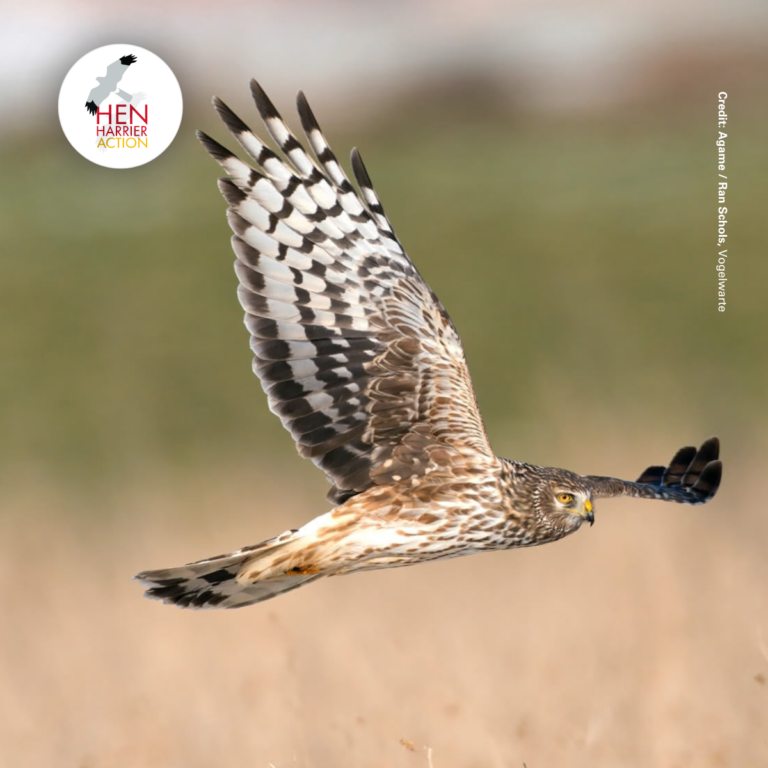 female hen harrier
