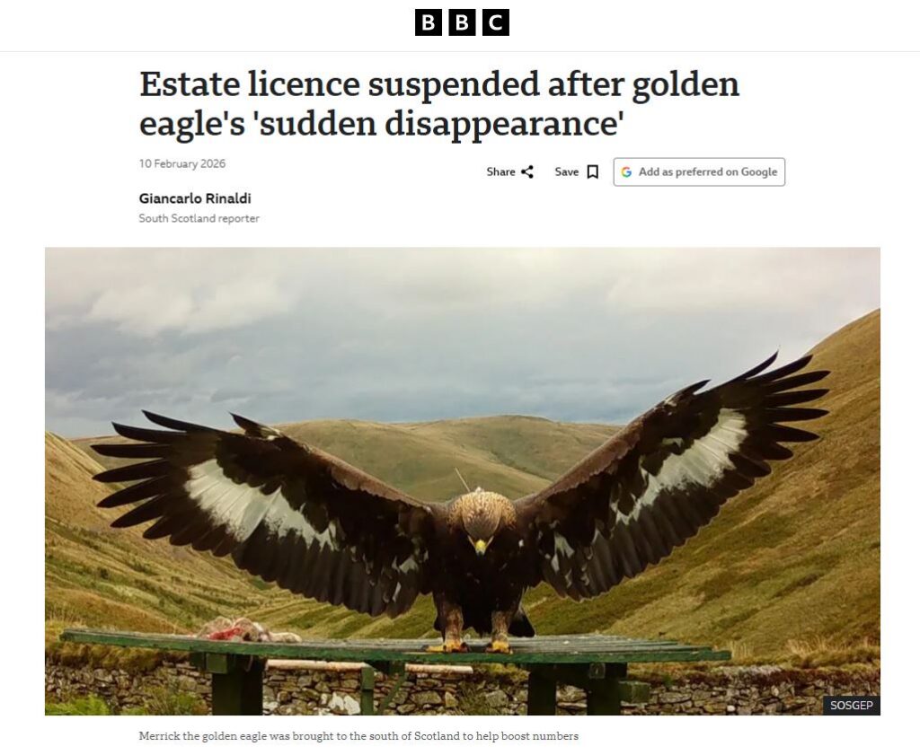 BBC article about the death of Golden Eagle Merrick