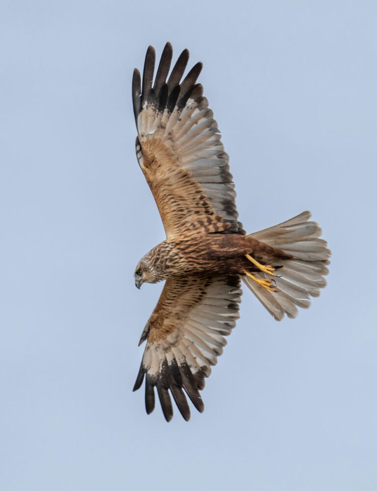 Marsh harrier in flight