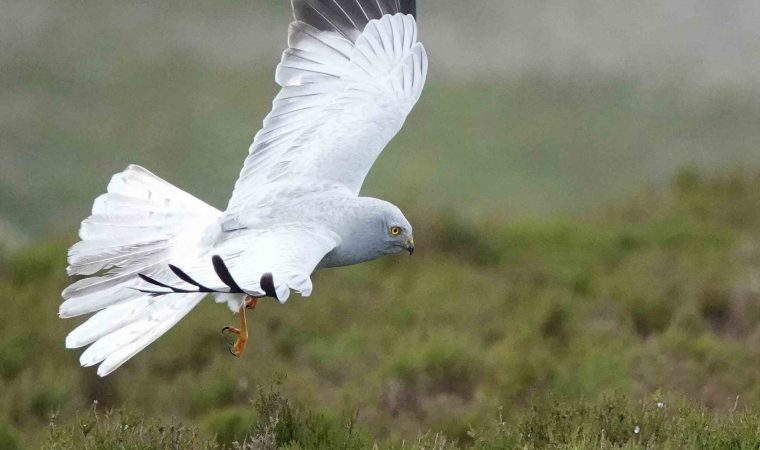 A male Hen Harrier in flight, courtesy of Keith Offord